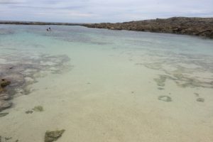 海_珊瑚