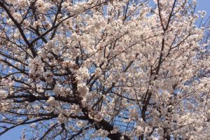 新入社員_紹介_2