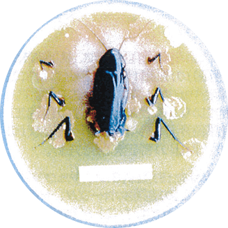 ゴキブリの体からこんな病原菌が発見されています