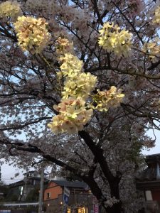 桜_写真